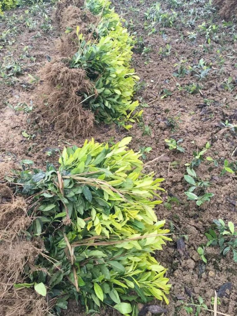 茶苗浙农117龙井43安吉白茶乌牛早黄金芽浙农113茶南