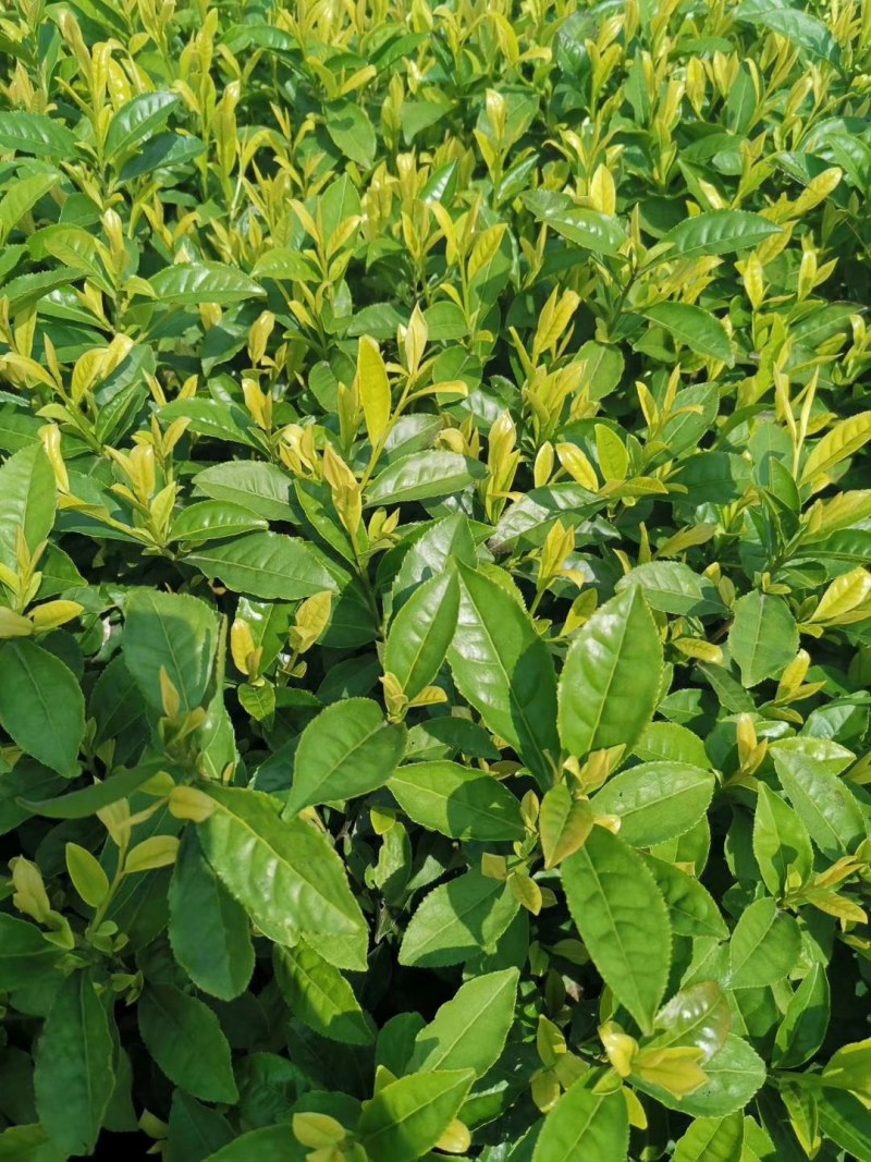 茶苗浙农117龙井43安吉白茶乌牛早黄金芽浙农113茶南