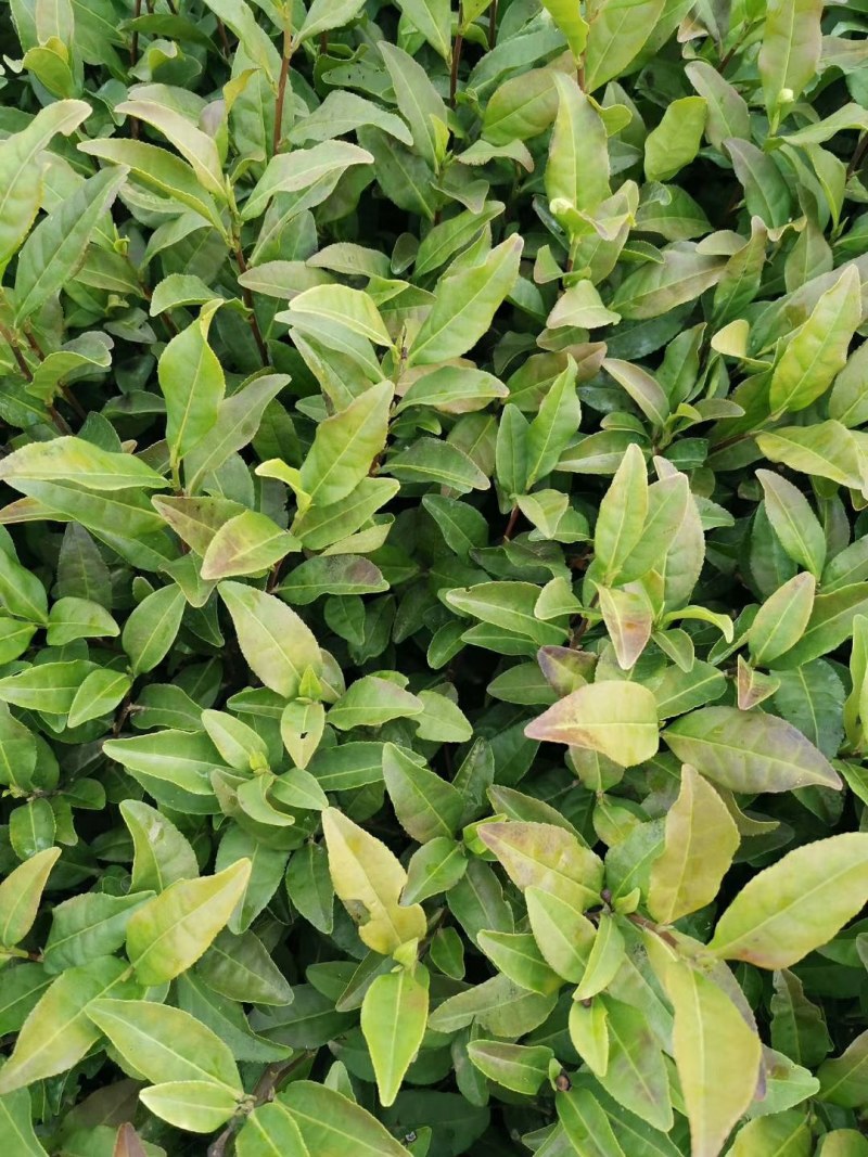 茶苗浙农117龙井43安吉白茶乌牛早黄金芽浙农113茶南
