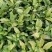 茶苗浙农117龙井43安吉白茶乌牛早黄金芽浙农113茶南