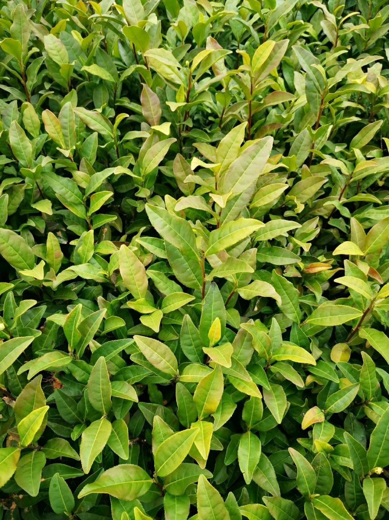 茶苗浙农117龙井43安吉白茶乌牛早黄金芽浙农113茶南