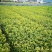 茶苗浙农117龙井43安吉白茶乌牛早黄金芽浙农113茶南