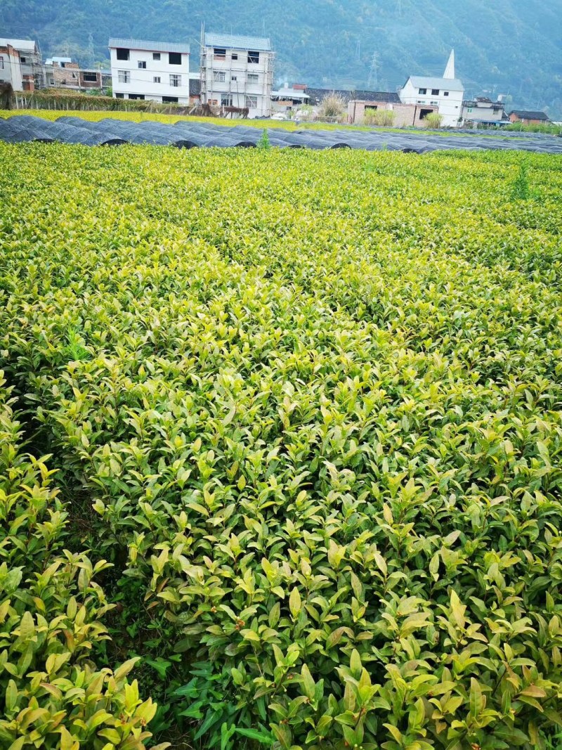 茶苗浙农117龙井43安吉白茶乌牛早黄金芽浙农113茶南