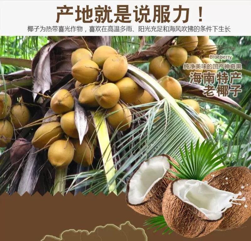 海南老椰子去皮毛椰热带新鲜水果椰青4个装多省包邮免运费