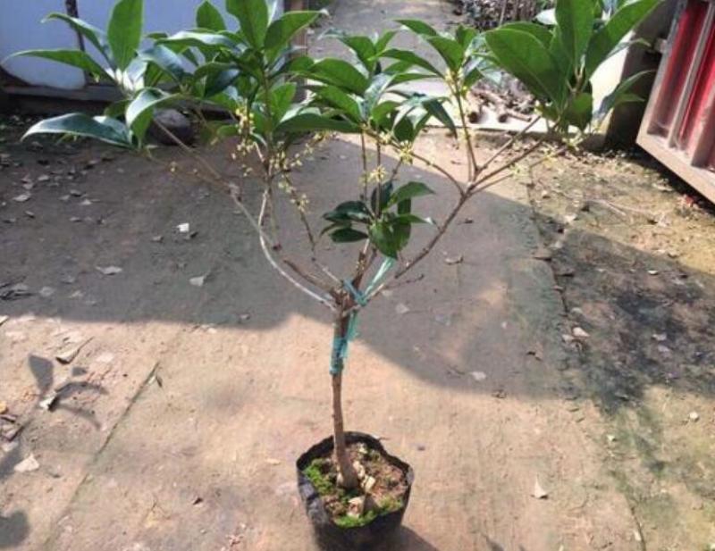 四季常青浓香型金桂丹桂四季桂桂花树苗庭院室外八月桂南北方