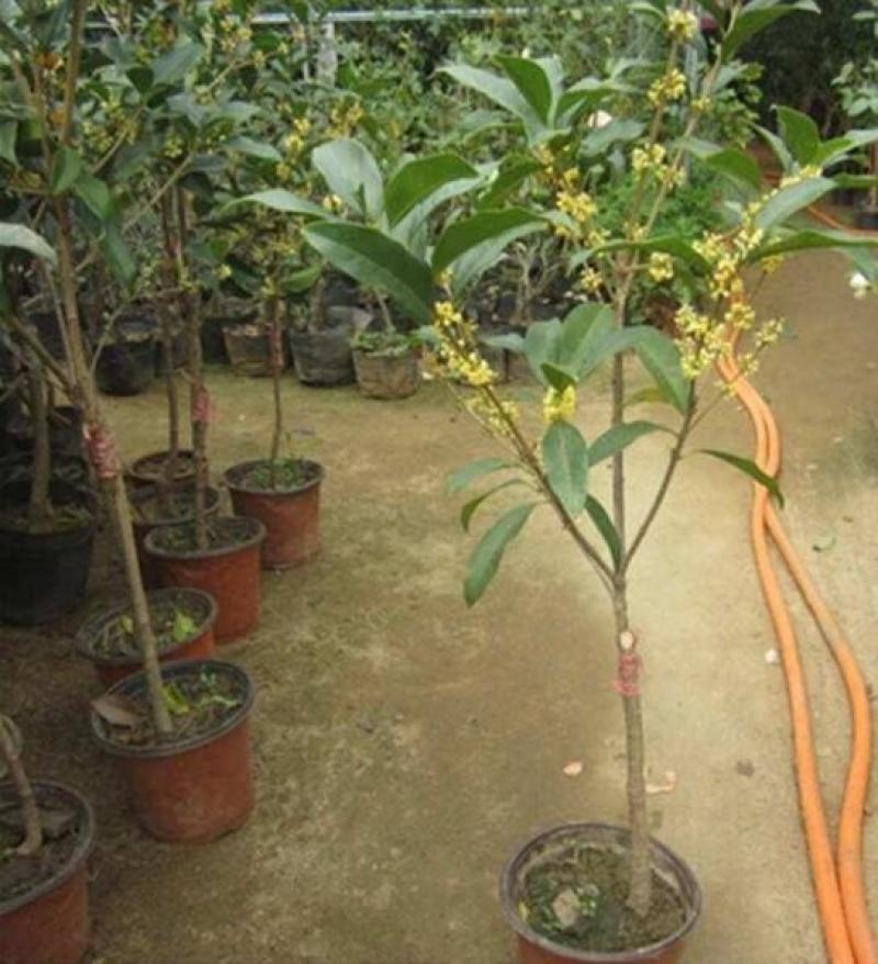 四季常青浓香型金桂丹桂四季桂桂花树苗庭院室外八月桂南北方