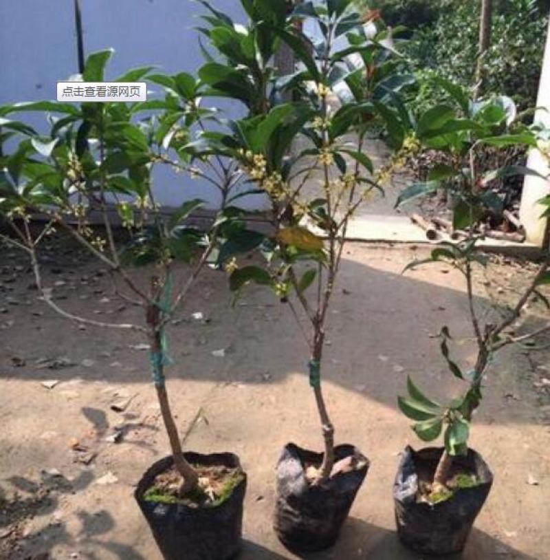 四季常青浓香型金桂丹桂四季桂桂花树苗庭院室外八月桂南北方