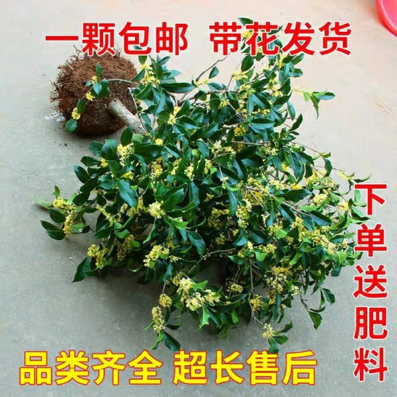 四季常青浓香型金桂丹桂四季桂桂花树苗庭院室外八月桂南北方