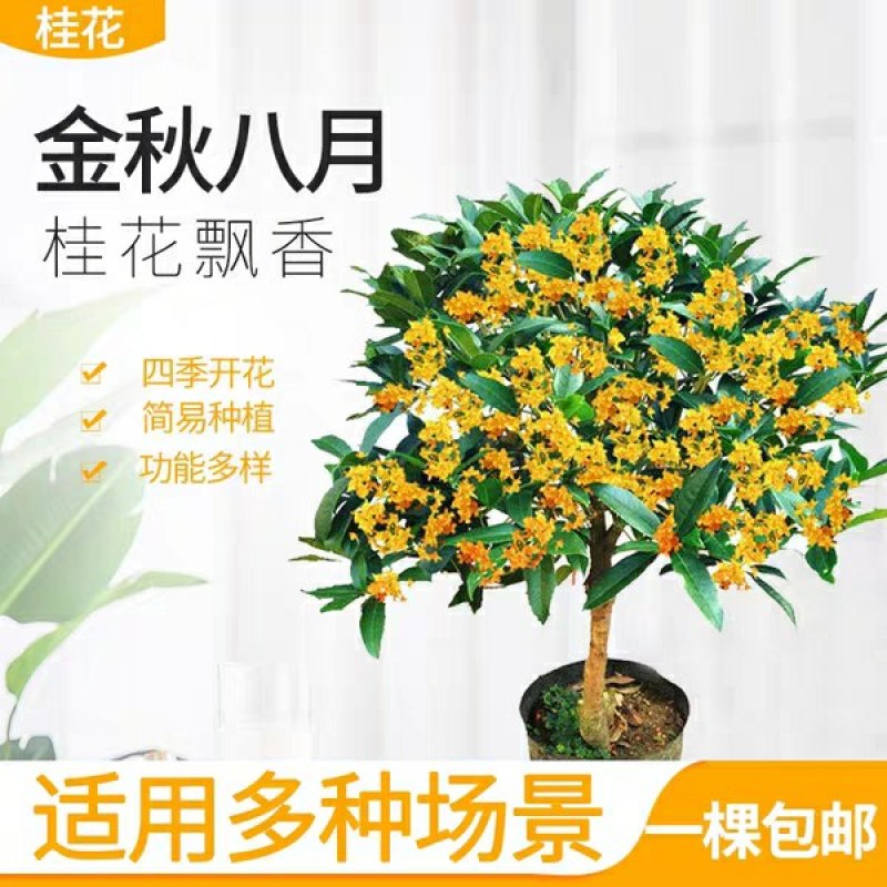 四季常青浓香型金桂丹桂四季桂桂花树苗庭院室外八月桂南北方