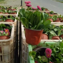 雏菊种植基地，雏菊批发价格，冷季型草花，春天用最好
