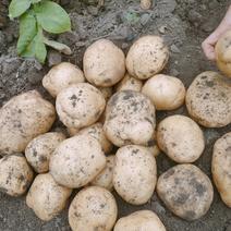 吉林扶余黄心土豆，产地直发，货源充足，保质保量！