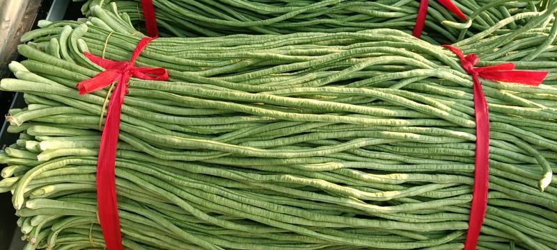 新乐市豆角8月份大量上市欢迎新老客户前来选购随到随装车