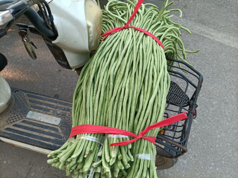 新乐市豆角8月份大量上市欢迎新老客户前来选购随到随装车