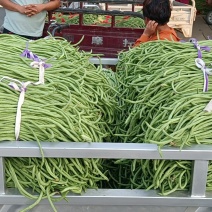 新乐市豆角8月份大量上市欢迎新老客户前来选购随到随装车