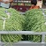 新乐市豆角8月份大量上市欢迎新老客户前来选购随到随装车