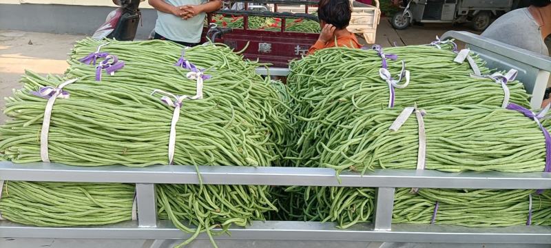 新乐市豆角8月份大量上市欢迎新老客户前来选购随到随装车