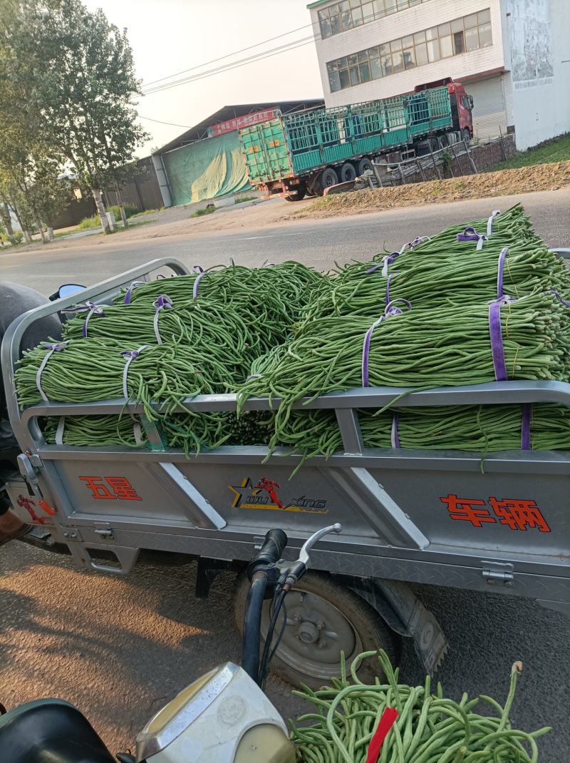 新乐市豆角8月份大量上市欢迎新老客户前来选购随到随装车