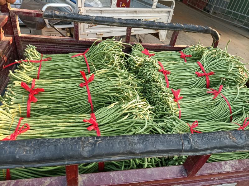 新乐市豆角8月份大量上市欢迎新老客户前来选购随到随装车