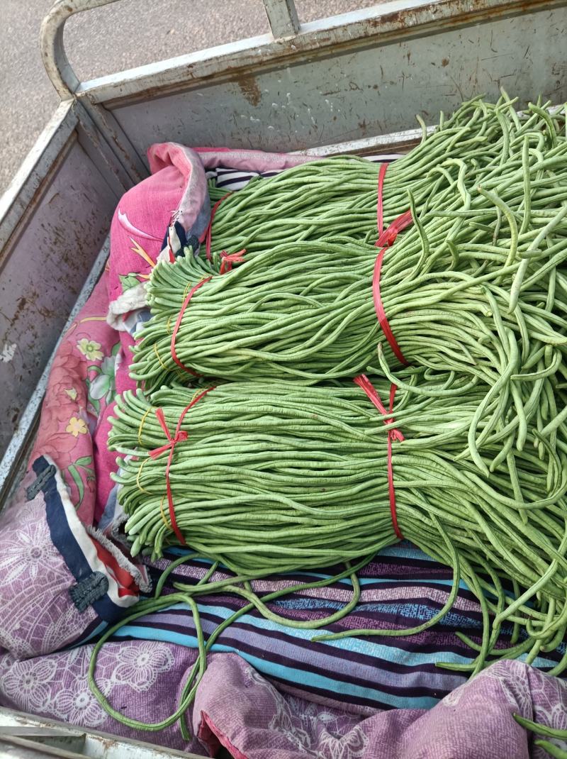 新乐市豆角8月份大量上市欢迎新老客户前来选购随到随装车