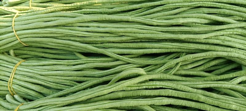 新乐市豆角8月份大量上市欢迎新老客户前来选购随到随装车