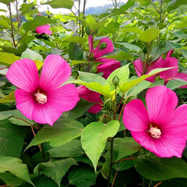 芙蓉葵种子，大花秋葵种子，实体经营，质量保证，全国发货
