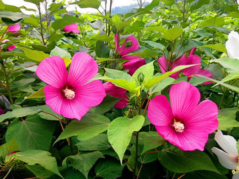 芙蓉葵种子，大花秋葵种子，实体经营，质量保证，全国发货