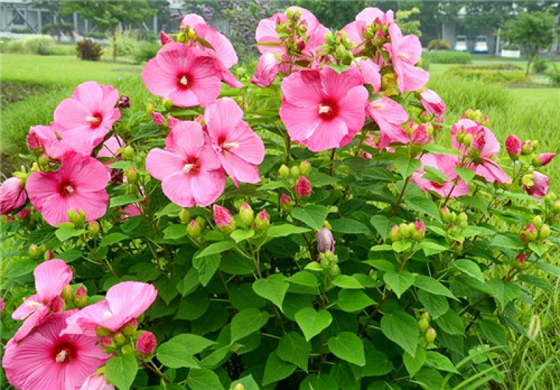 芙蓉葵种子，大花秋葵种子，实体经营，质量保证，全国发货