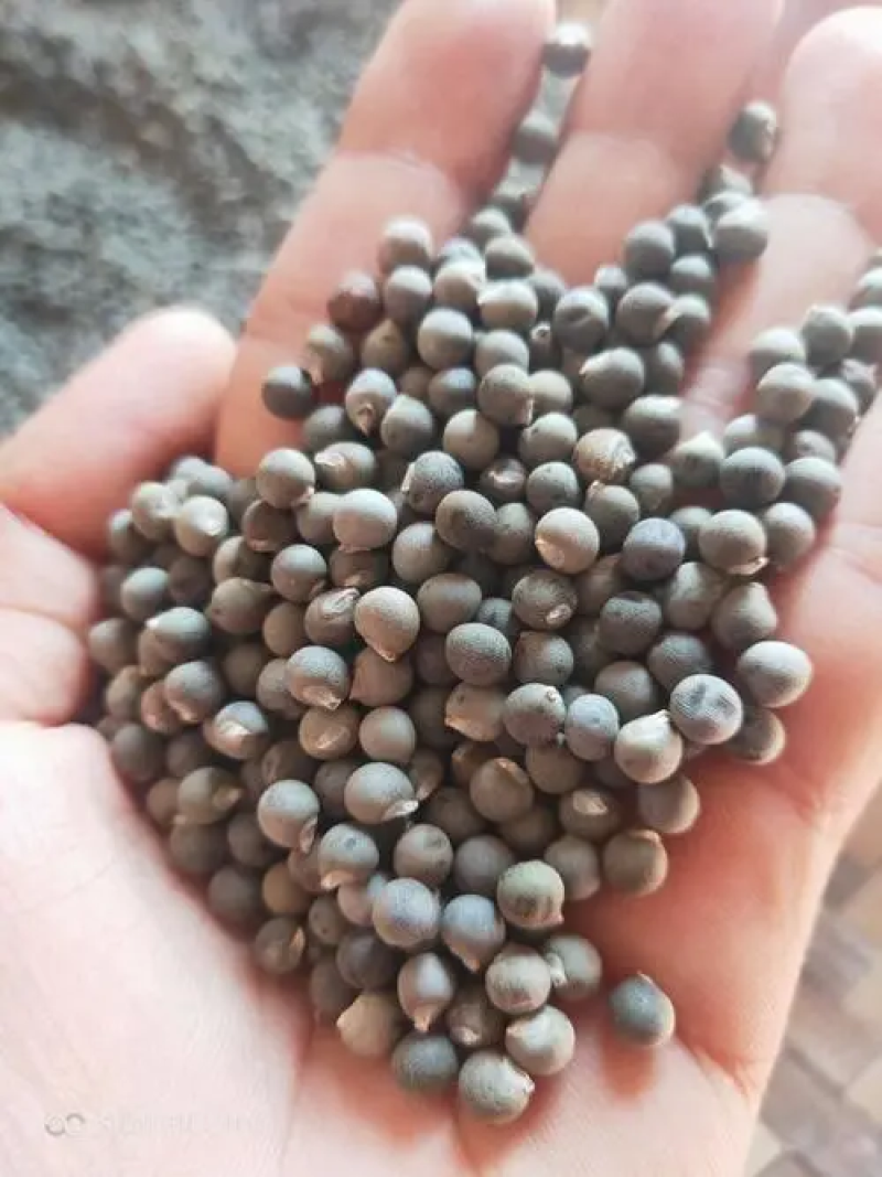 芙蓉葵种子，大花秋葵种子，实体经营，质量保证，全国发货