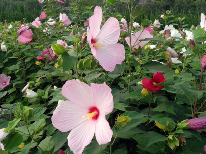 芙蓉葵种子，大花秋葵种子，实体经营，质量保证，全国发货