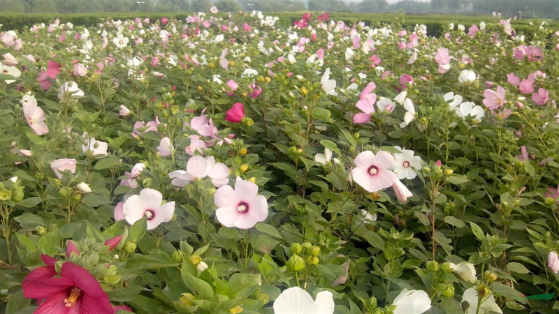 芙蓉葵种子，大花秋葵种子，实体经营，质量保证，全国发货