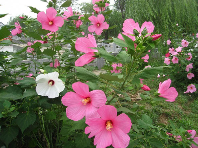 芙蓉葵种子，大花秋葵种子，实体经营，质量保证，全国发货