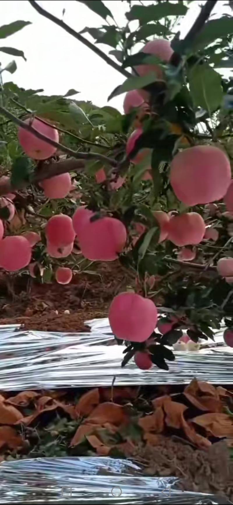 绥中嘎拉苹果