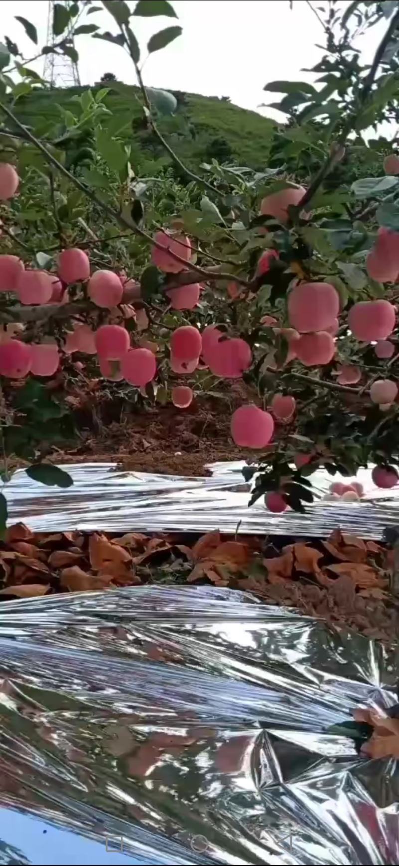 绥中嘎拉苹果