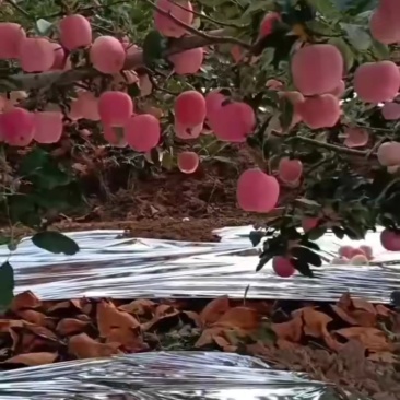绥中嘎拉苹果