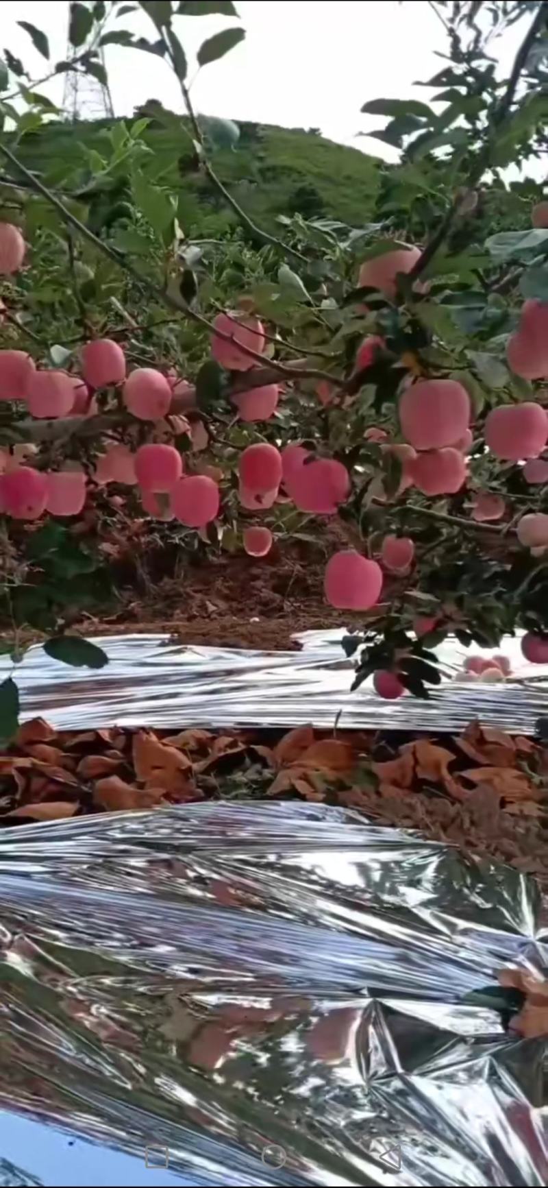 绥中嘎拉苹果