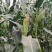 水果玉米大量上市质量保障口感好甜度好个头形状好
