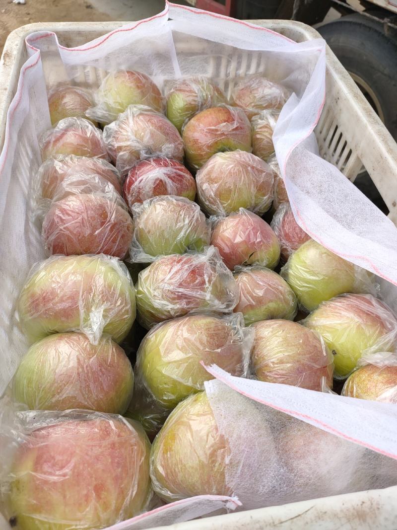 山东早熟美八苹果红露苹果供应价格优惠保质保量欢迎考察