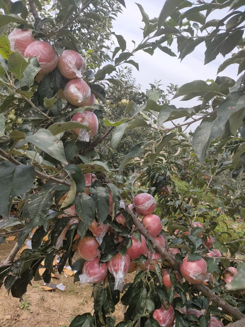 山东早熟美八苹果红露苹果供应价格优惠保质保量欢迎考察