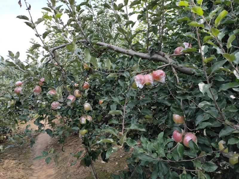 山东早熟美八苹果红露苹果供应价格优惠保质保量欢迎考察