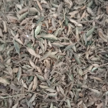 淫羊藿种子（陕西心叶）