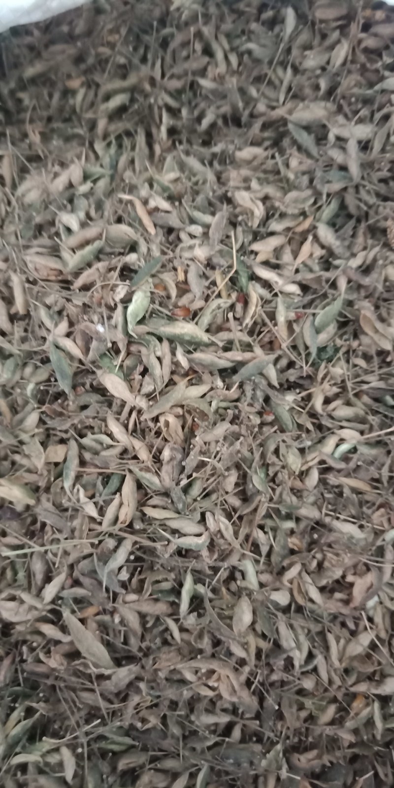淫羊藿种子（陕西心叶）