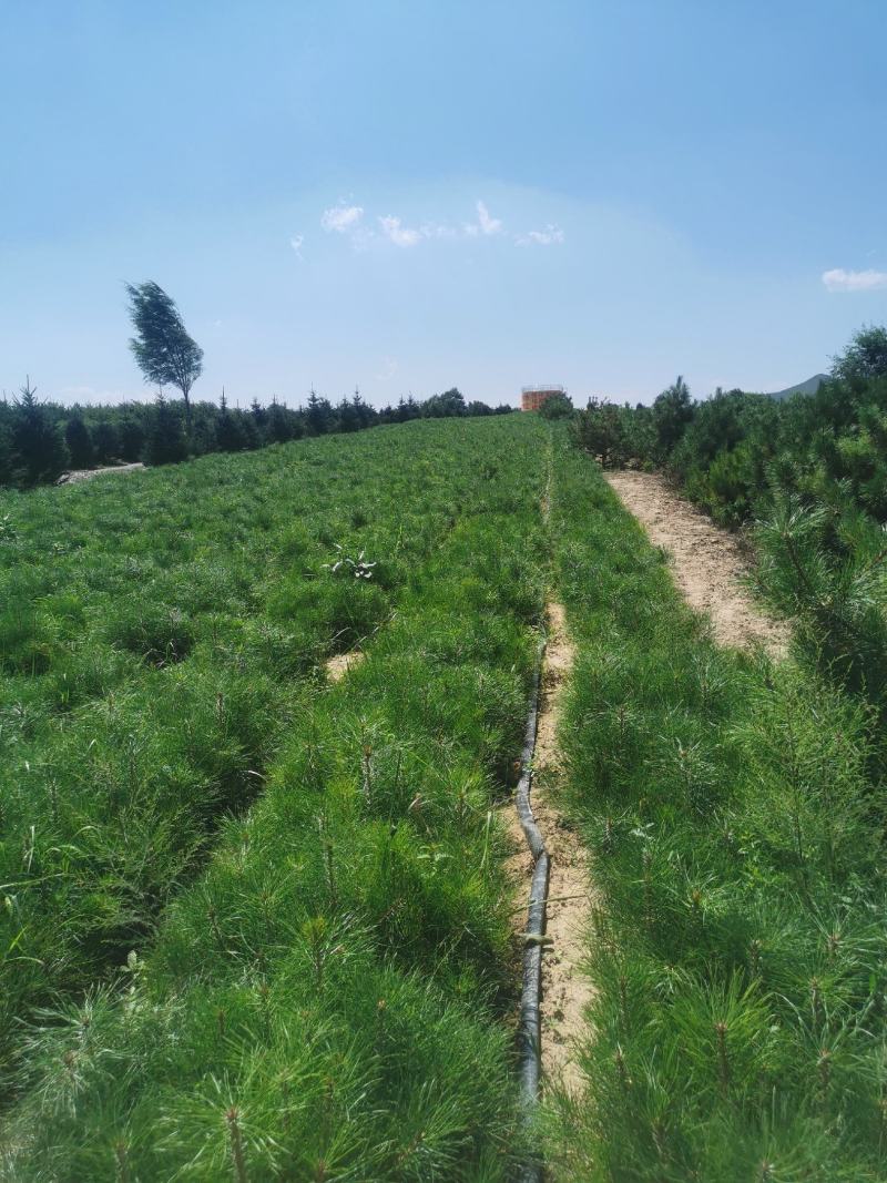 松树油松杯苗小苗10乘1813乘16高度30公分左右