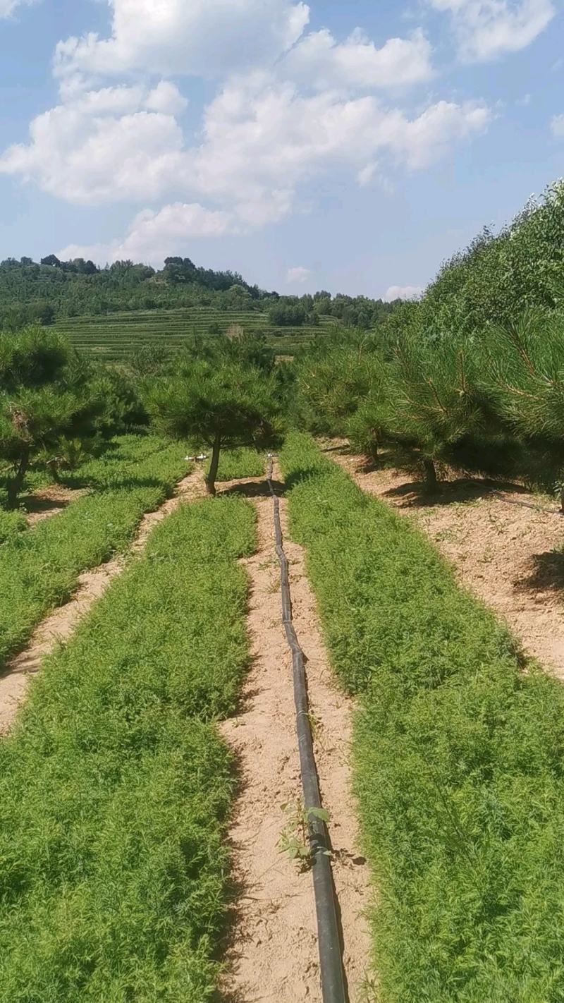 松树油松杯苗小苗10乘1813乘16高度30公分左右