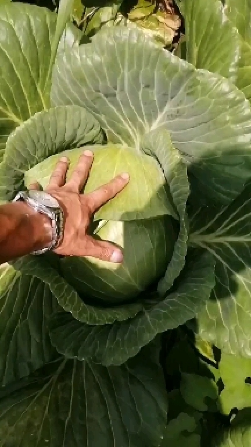 原产地各种包菜大量上市，可以持续到12月份，有需要的老板