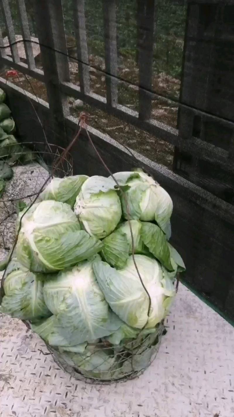 原产地各种包菜大量上市，可以持续到12月份，有需要的老板