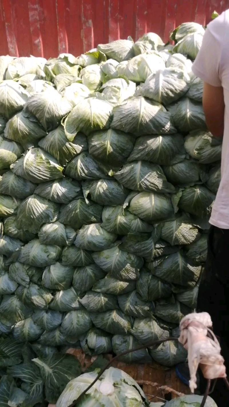 原产地各种包菜大量上市，可以持续到12月份，有需要的老板
