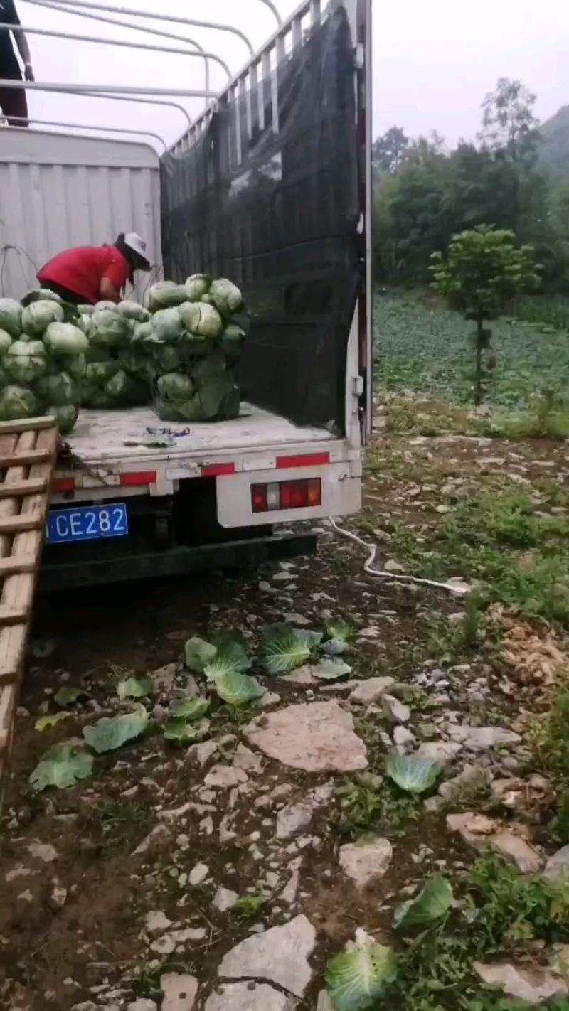 原产地各种包菜大量上市，可以持续到12月份，有需要的老板