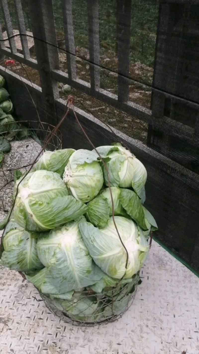 原产地各种包菜大量上市，可以持续到12月份，有需要的老板