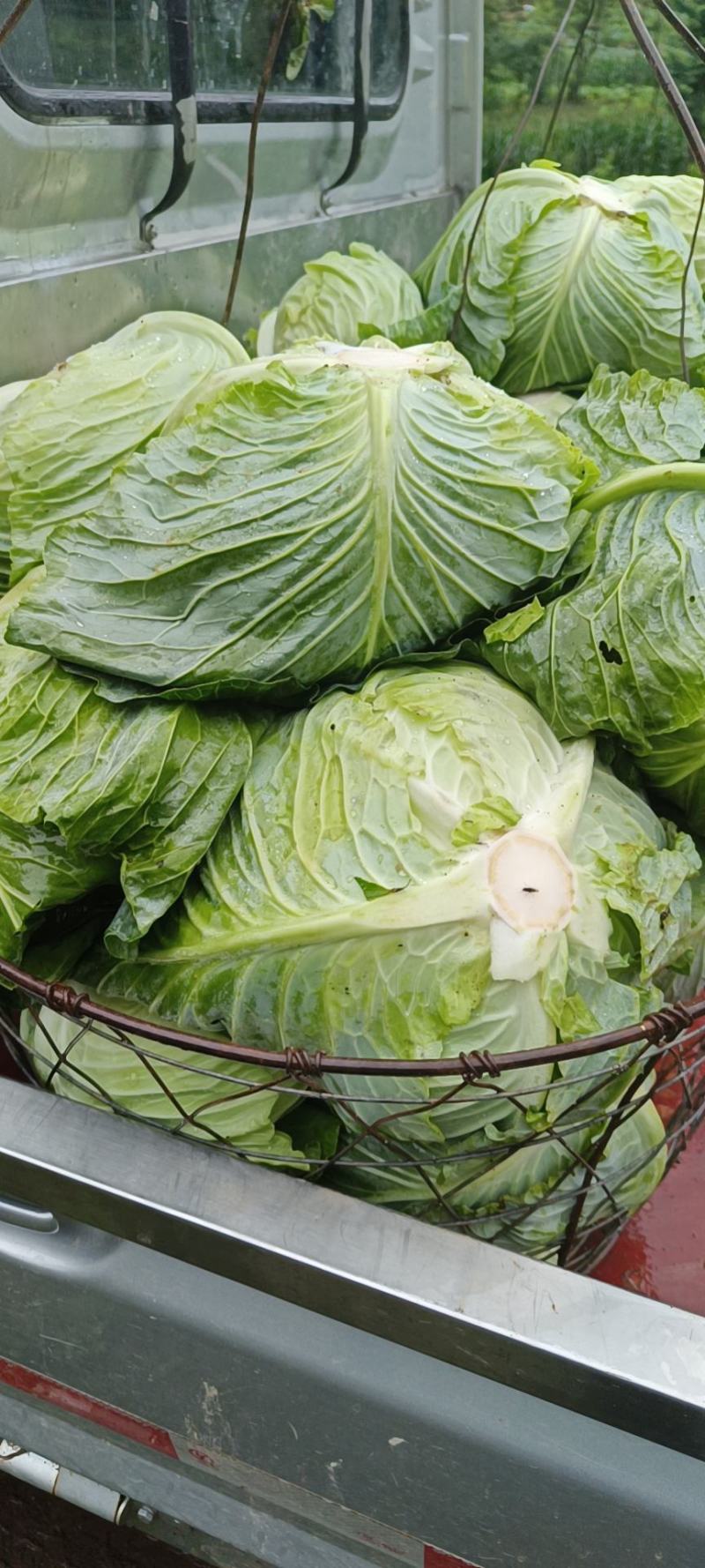 原产地各种包菜大量上市，可以持续到12月份，有需要的老板