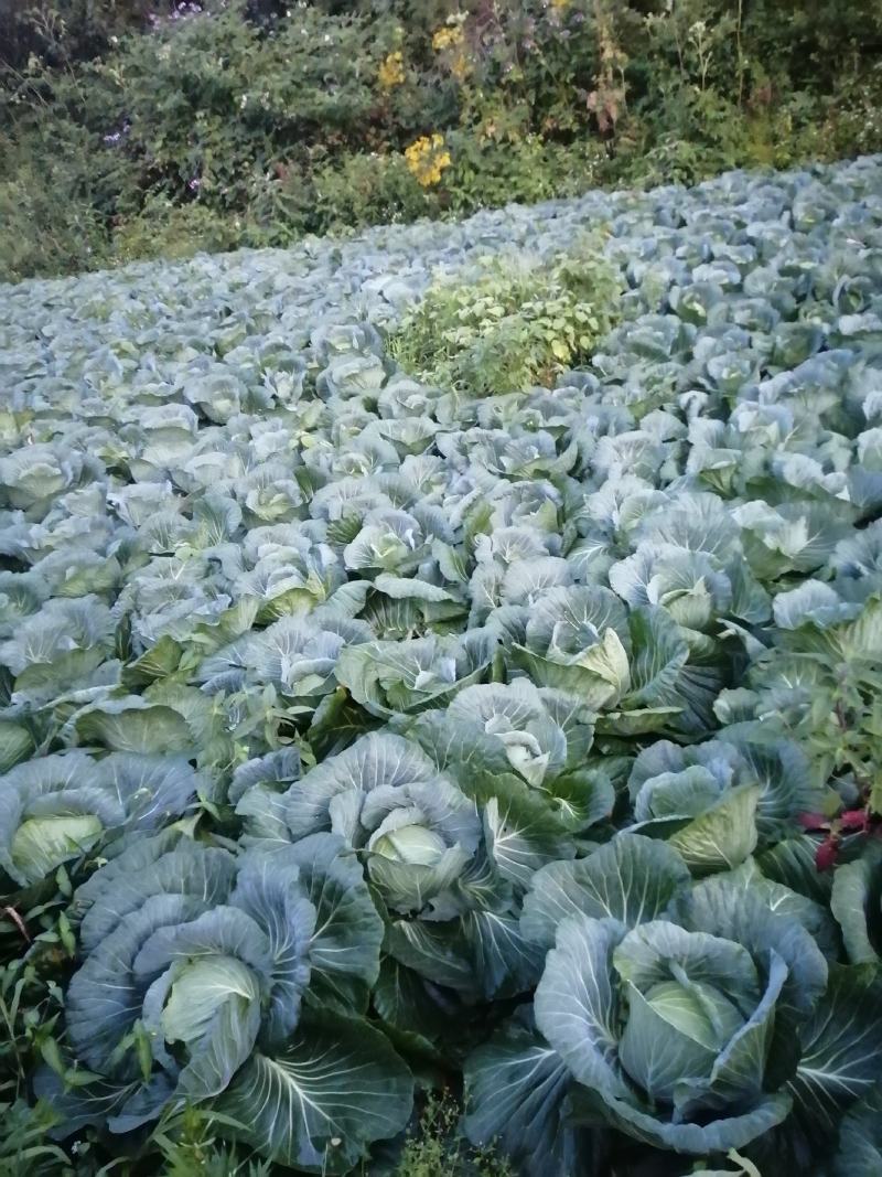 原产地各种包菜大量上市，可以持续到12月份，有需要的老板